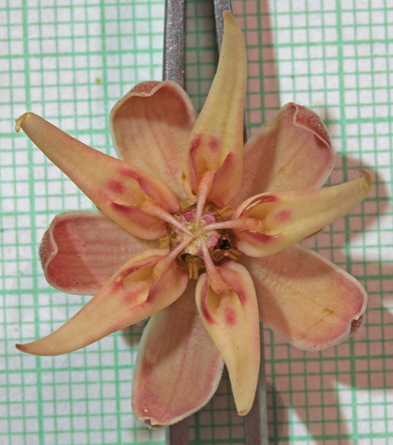 Asclepias speciosa