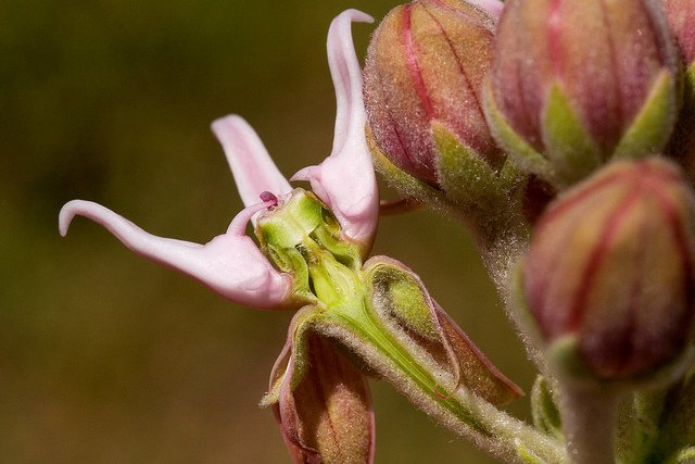 Asclepias speciosa (Asclepias speciosa)