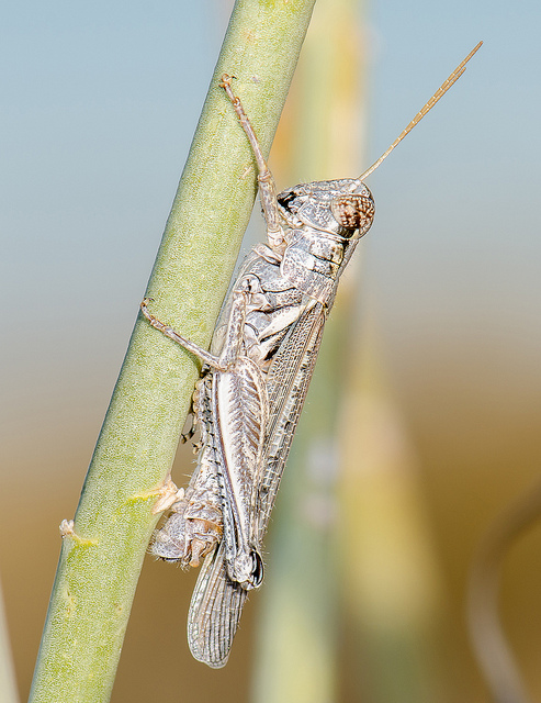 Asclepias subulata