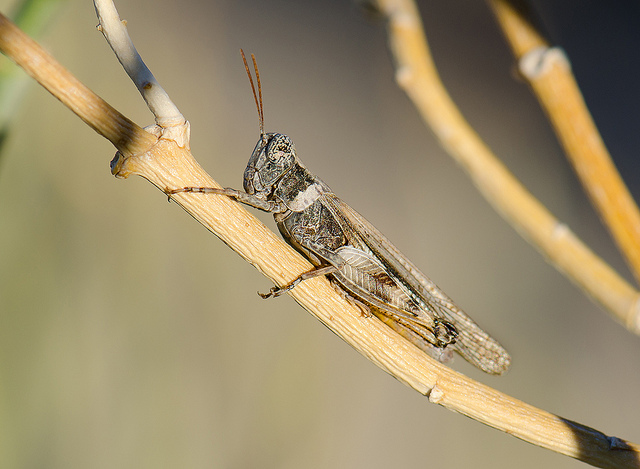 Asclepias subulata