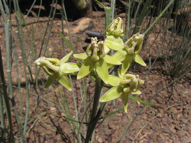 Asclepias subulata