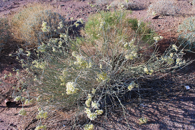 Asclepias subulata