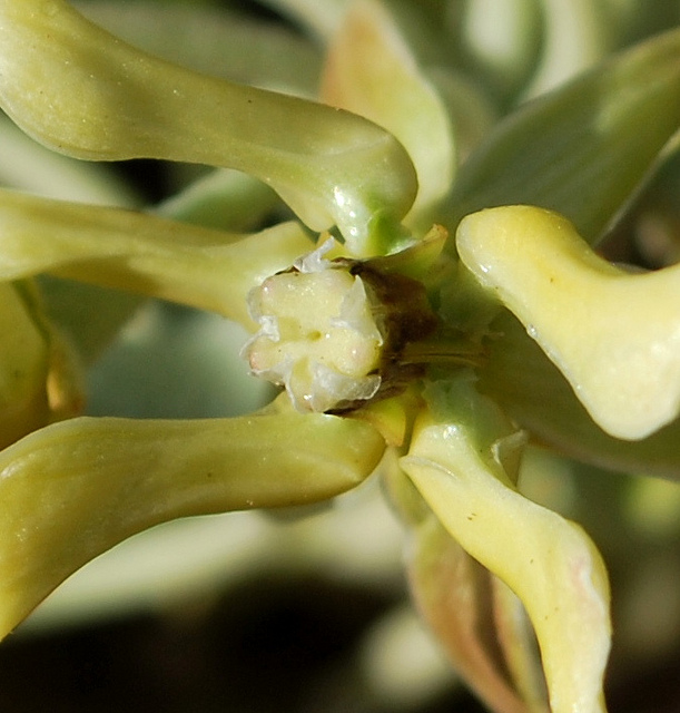 Asclepias subulata