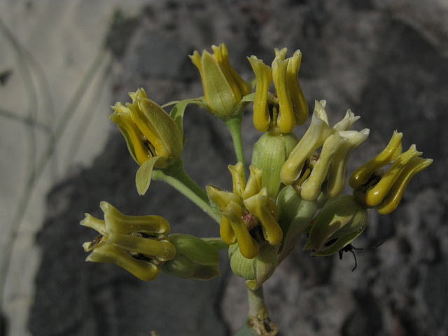 Asclepias subulata (Asclepias subulata)