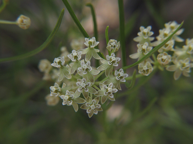 Asclepias subverticillata