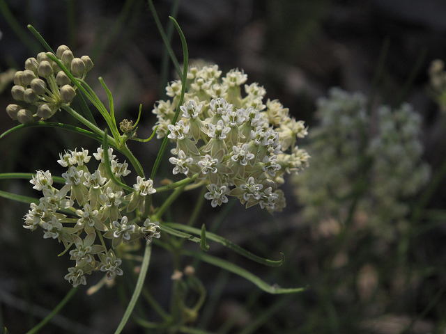 Asclepias subverticillata (Asclepias subverticillata)