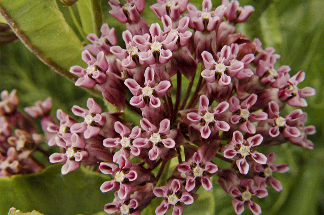 Asclepias sullivantii
