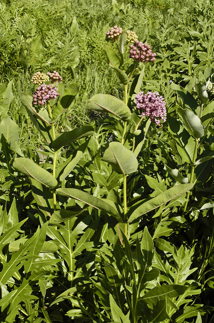 Asclepias sullivantii