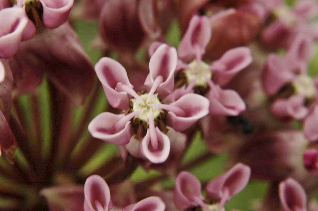 Asclepias sullivantii