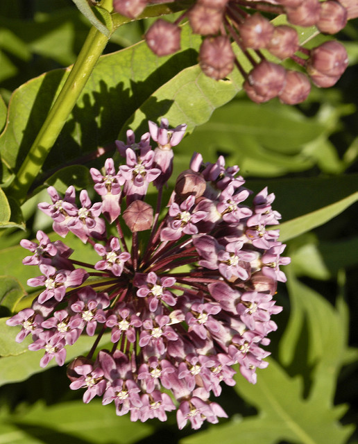 Asclepias sullivantii
