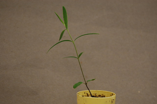Asclepias sullivantii (Asclepias sullivantii)
