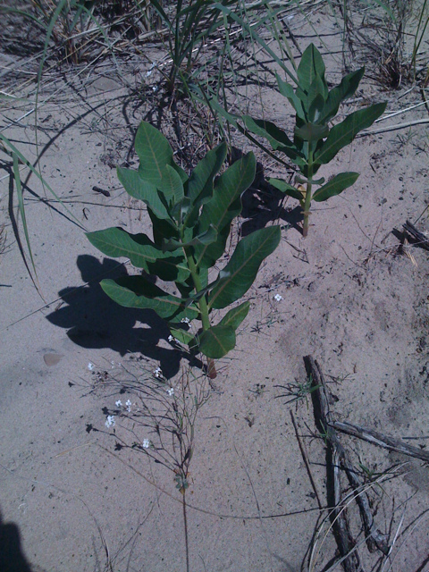 Asclépiade de syrie