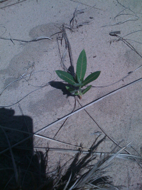 Asclépiade de syrie