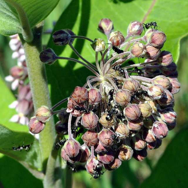 Asclépiade de syrie