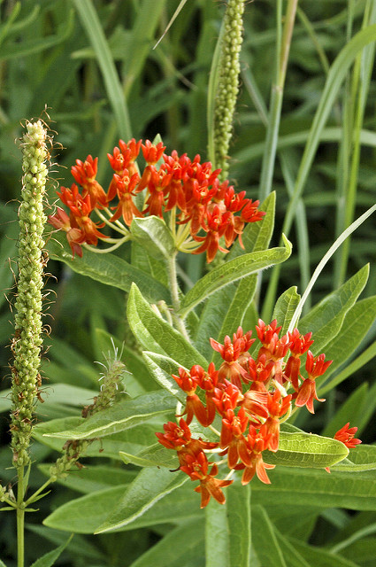 Asclépiade tubéreuse