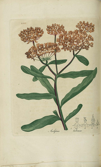 Asclépiade tubéreuse