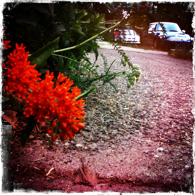 Asclépiade tubéreuse