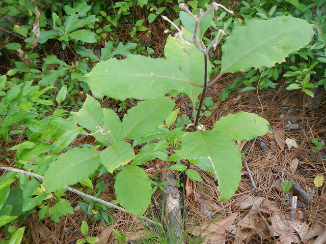 Asclepias variegata