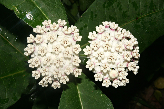 Asclepias variegata