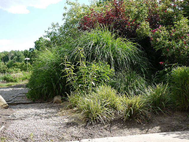 Asclepias variegata