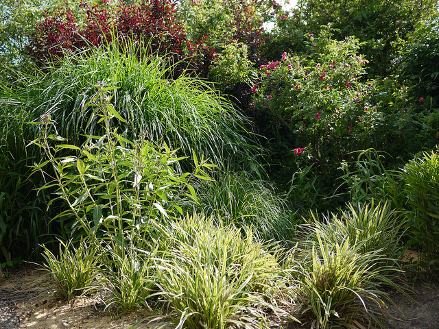 Asclepias variegata (Asclepias variegata)