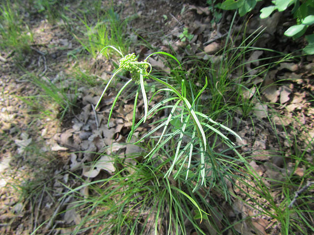 Asclépiade verticillée