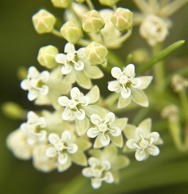 Asclépiade verticillée