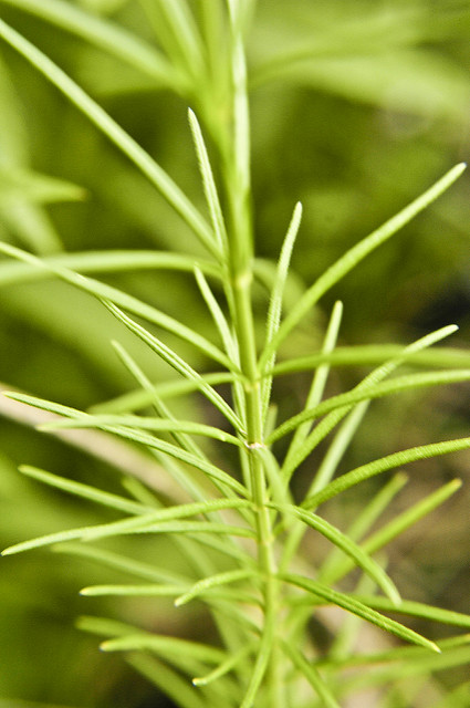 Asclépiade verticillée