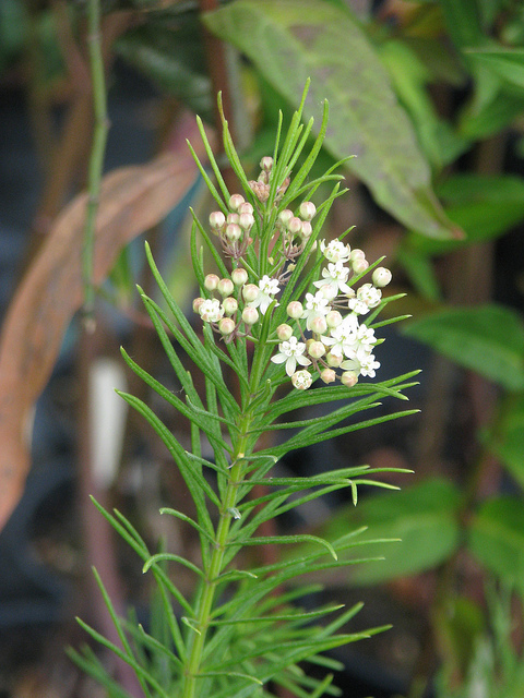 Asclépiade verticillée