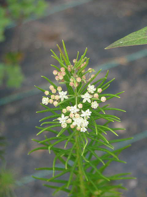 Asclépiade verticillée