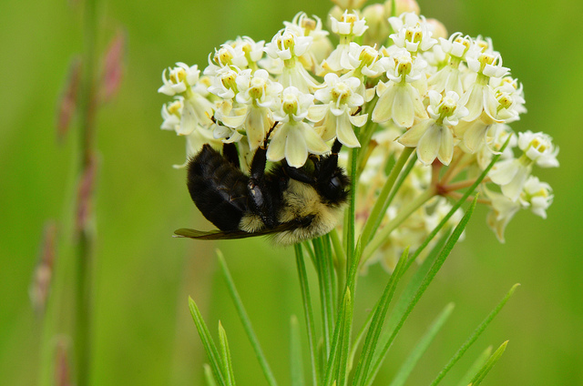 Asclépiade verticillée (Asclepias verticillata)