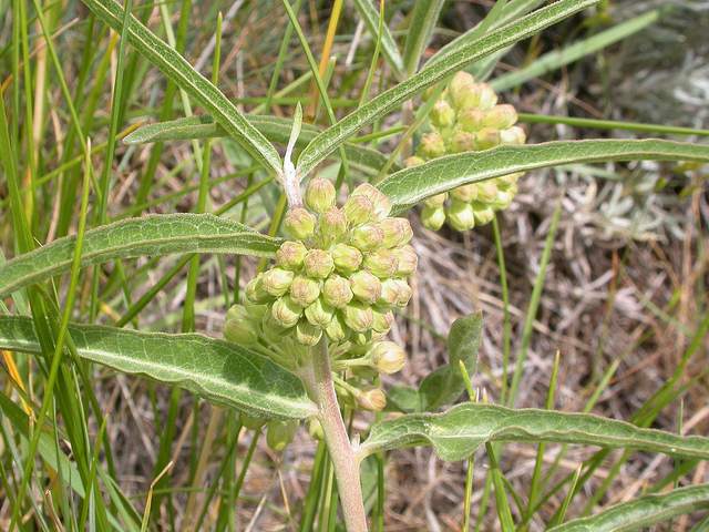 Asclepias viridiflora