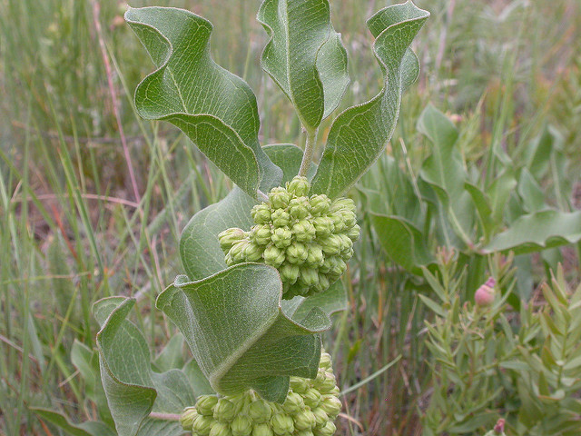 Asclepias viridiflora