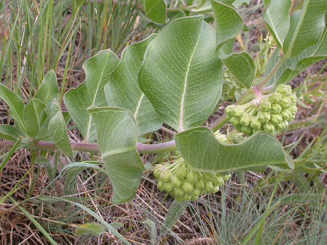 Asclepias viridiflora
