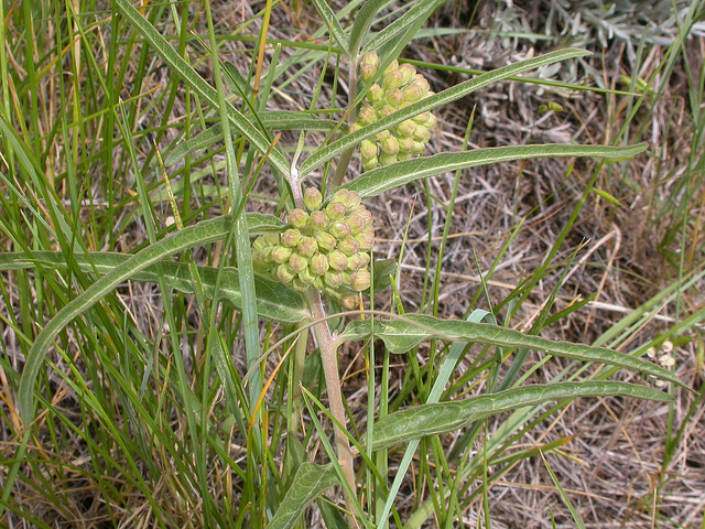 Asclepias viridiflora