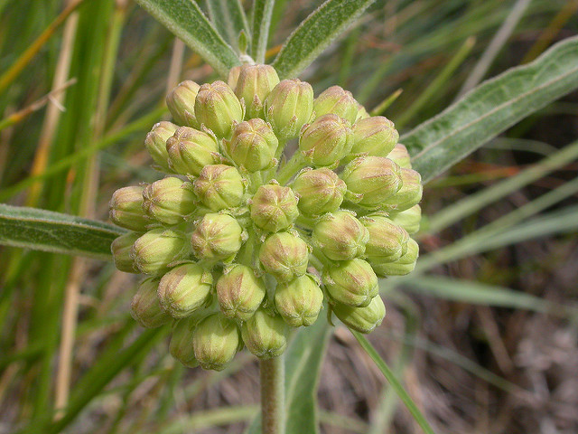 Asclepias viridiflora