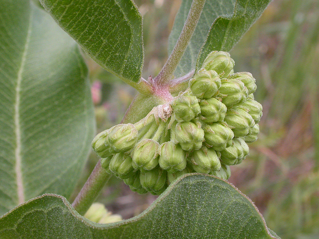 Asclepias viridiflora (Asclepias viridiflora)