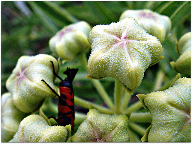 Asclepias viridis (Asclepias viridis)