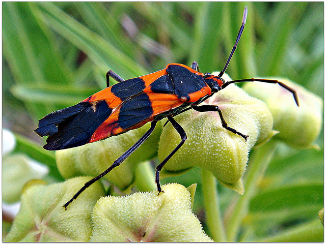 Asclepias viridis