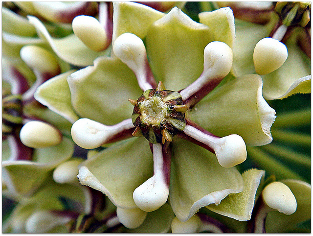 Asclepias viridis