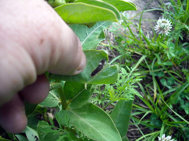 Asclepias viridis