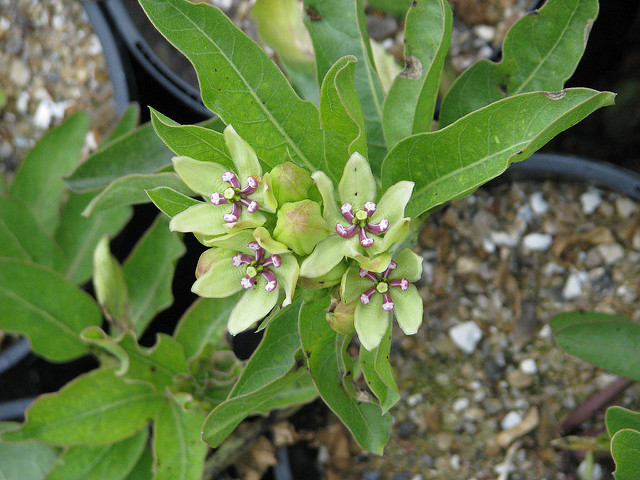 Asclepias viridis