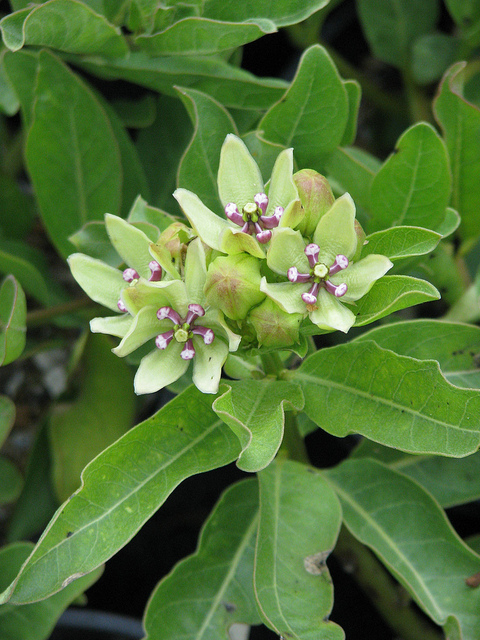 Asclepias viridis
