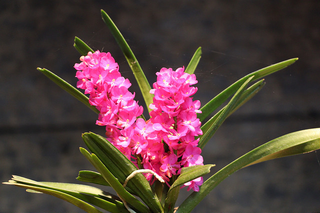 Ascocentrum ampullaceum