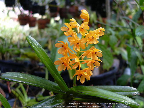 Ascocentrum miniatum