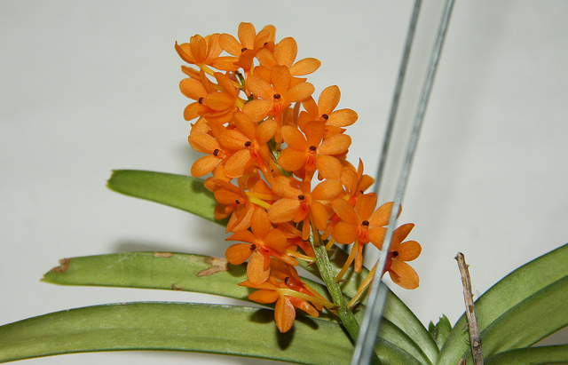 Ascocentrum miniatum