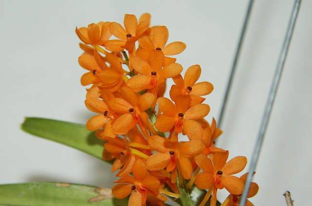 Ascocentrum miniatum