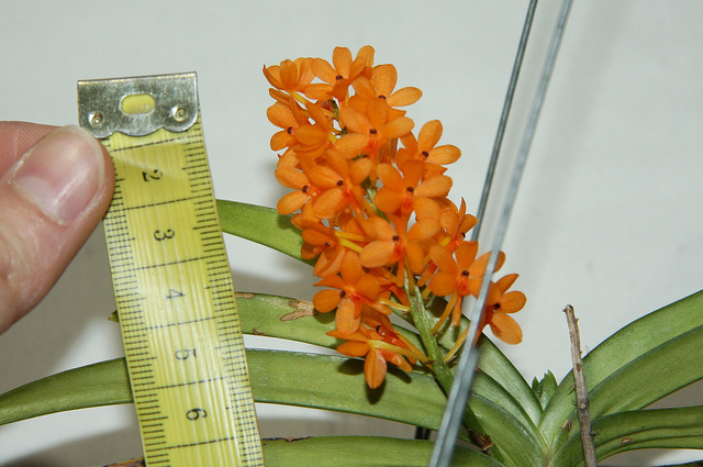 Ascocentrum miniatum