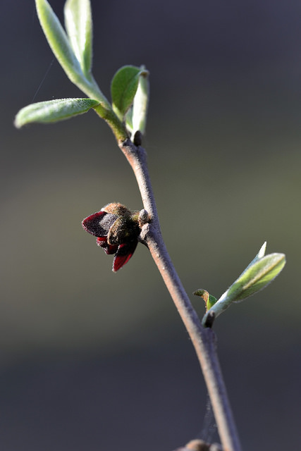 Asimina parviflora