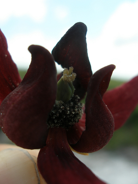 Asimina pygmaea